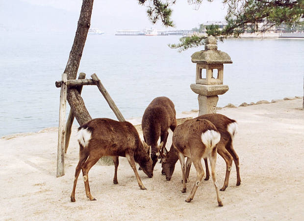 �{��
(620�~450pixel,49.8KB)