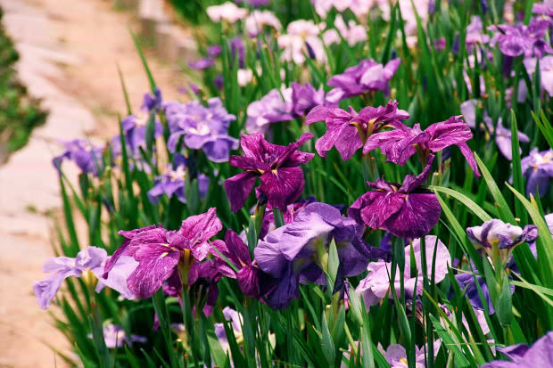 ���l�E��F���傤�ԉ�
(620�~413pixel,78.4KB)