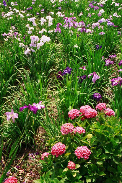 ���l�E��F���傤�ԉ�
(413�~620pixel,124.2KB)