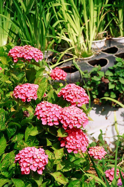 ���l�E��F���傤�ԉ�
(413�~620pixel,97.1KB)