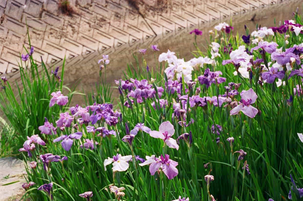 ���l�E��F���傤�ԉ�
(620�~413pixel,88.8KB)