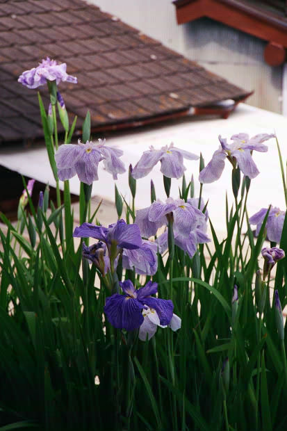 ���l�E��F���傤�ԉ�
(413�~620pixel,52.7KB)