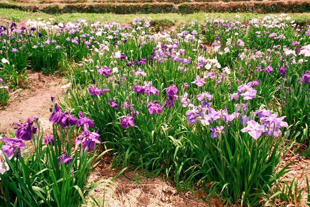 ���l�E��F���傤�ԉ�
(620�~413pixel,127.3KB)