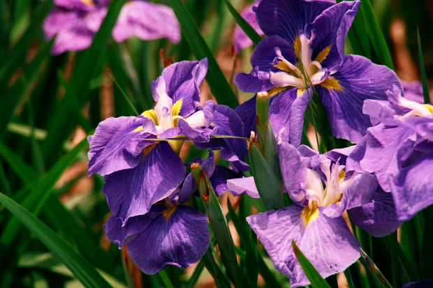 ���l�E��F���傤�ԉ�
(620�~413pixel,60.8KB)