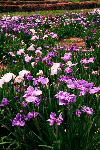 ���l�E��F���傤�ԉ�
(413�~620pixel,98.9KB)