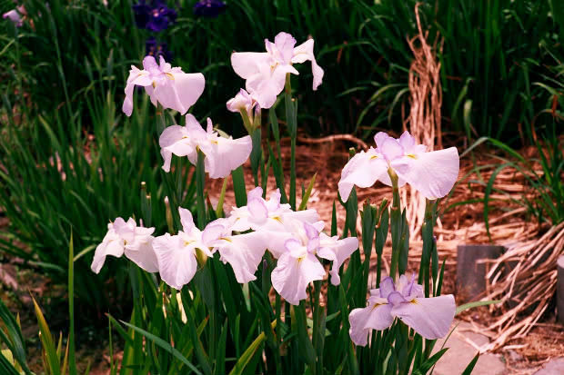 ���l�E��F���傤�ԉ�
(620�~413pixel,70.0KB)