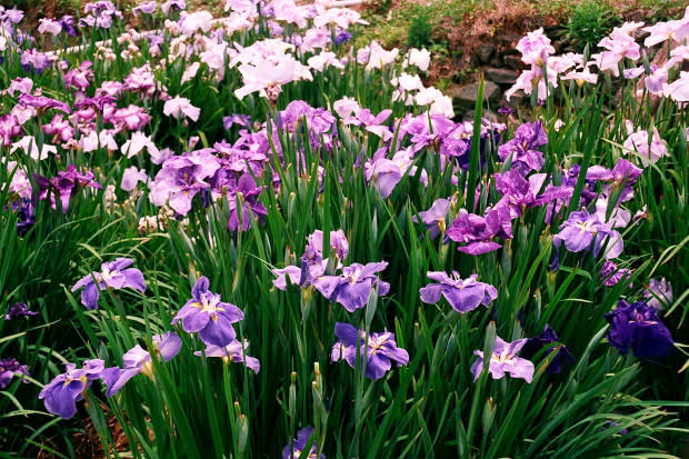 ���l�E��F���傤�ԉ�
(620�~413pixel,104.1KB)