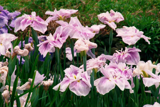 ���l�E��F���傤�ԉ�
(620�~413pixel,74.2KB)