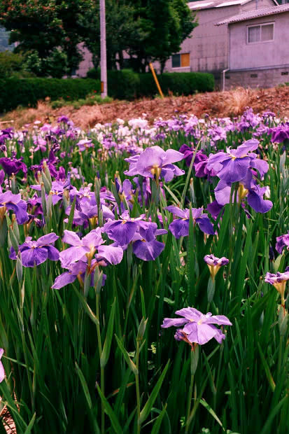 ���l�E��F���傤�ԉ�
(413�~620pixel,80.9KB)