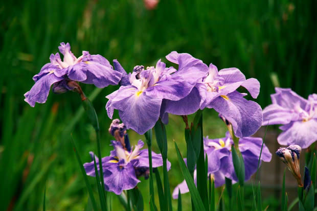 ���l�E��F���傤�ԉ�
(620�~413pixel,50.9KB)