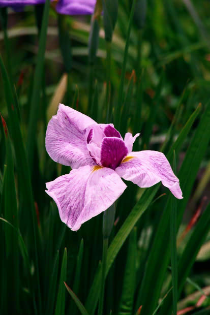 ���l�E��F���傤�ԉ�
(413�~620pixel,40.2KB)