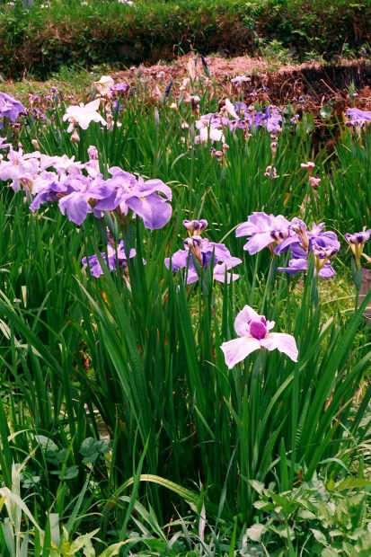 ���l�E��F���傤�ԉ�
(413�~620pixel,96.4KB)