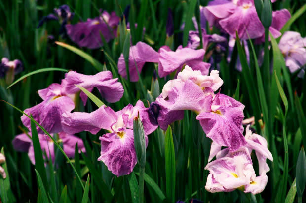 ���l�E��F���傤�ԉ�
(620�~413pixel,60.8KB)