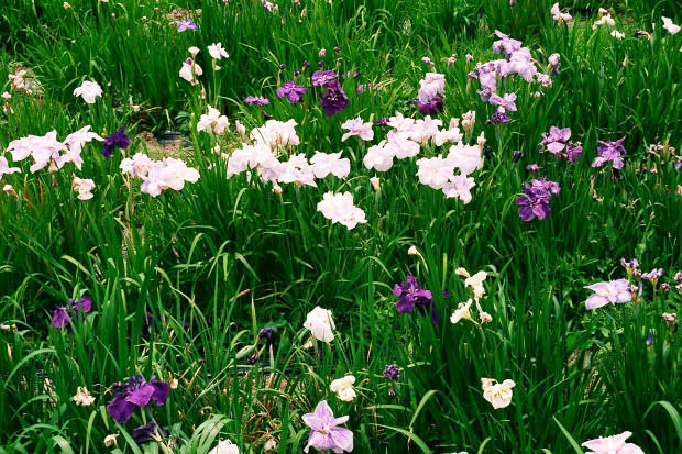 ���l�E��F���傤�ԉ�
(620�~413pixel,107.6KB)