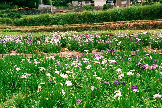 ���l�E��F���傤�ԉ�
(620�~413pixel,122.9KB)