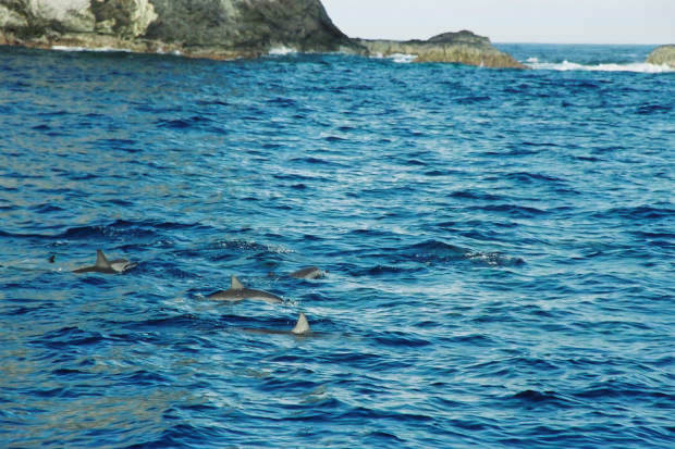 ���}���̃C���J����
(620�~413pixel,65.4KB)