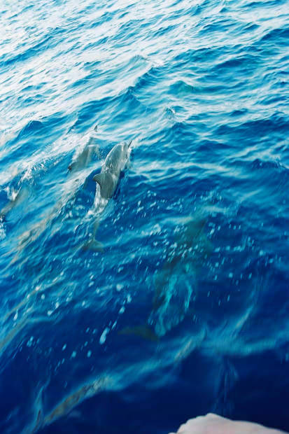 ���}���̃C���J����
(413�~620pixel,57.3KB)