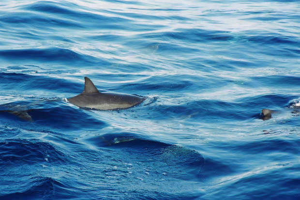 ���}���̃C���J����
(620�~413pixel,52.4KB)