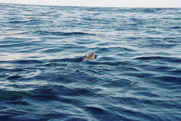 ���}���̃C���J����
(620�~413pixel,58.6KB)