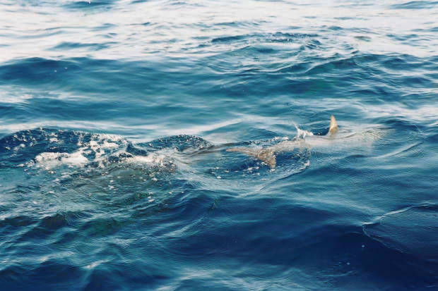 ���}���̃C���J����
(620�~413pixel,50.2KB)