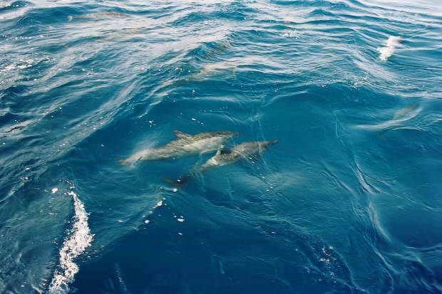 ���}���̃C���J����
(620�~413pixel,52.0KB)