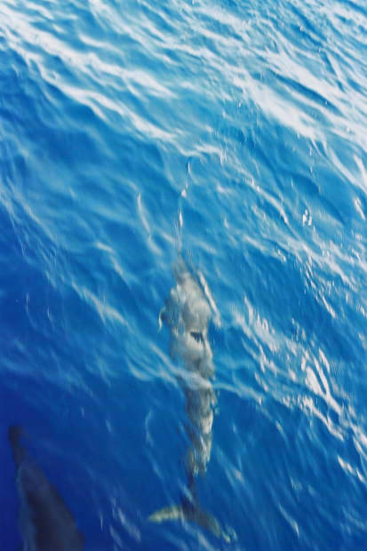 ���}���̃C���J����
(413�~620pixel,43.3KB)