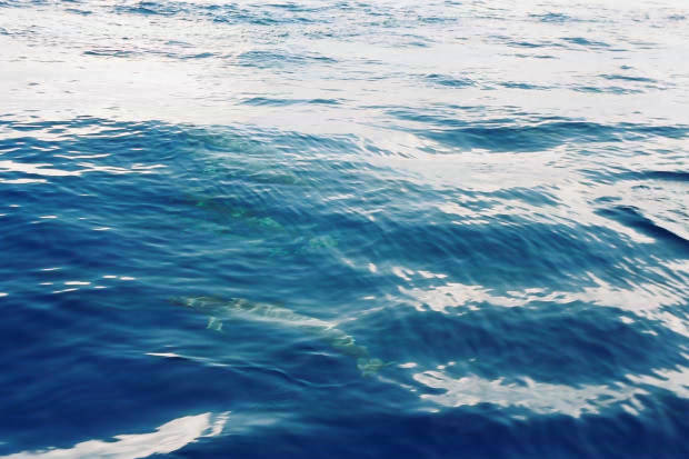 ���}���̃C���J����
(620�~413pixel,47.1KB)