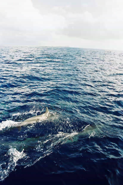 ���}���̃C���J����
(413�~620pixel,55.0KB)