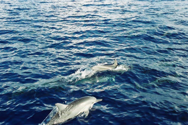 ���}���̃C���J����
(620�~413pixel,74.4KB)