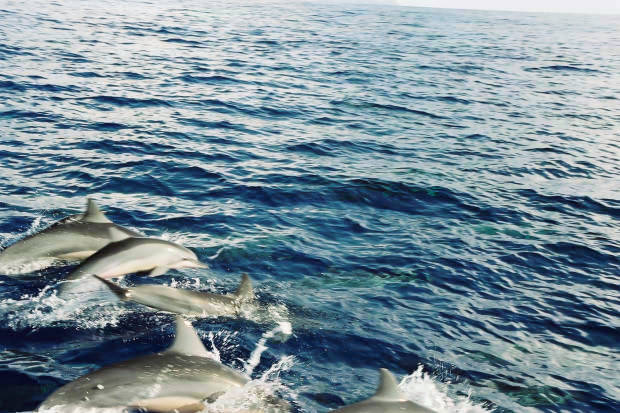 ���}���̃C���J����
(620�~413pixel,72.4KB)