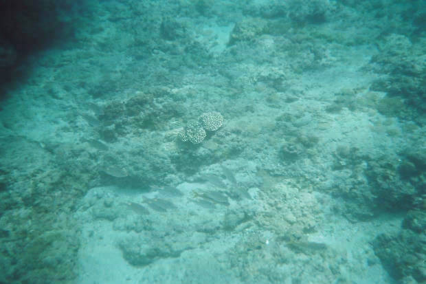 ���}���̃C���J����
(620�~413pixel,36.9KB)