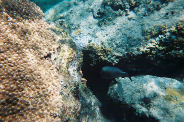 ���}���̃C���J����
(620�~413pixel,65.1KB)