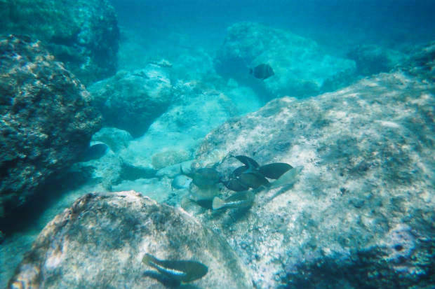 ���}���̃C���J����
(620�~413pixel,50.2KB)