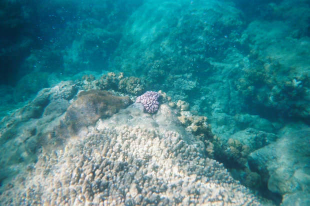 ���}���̃C���J����
(620�~413pixel,48.3KB)