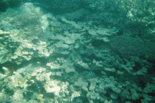 ���}���̃C���J����
(620�~413pixel,47.0KB)