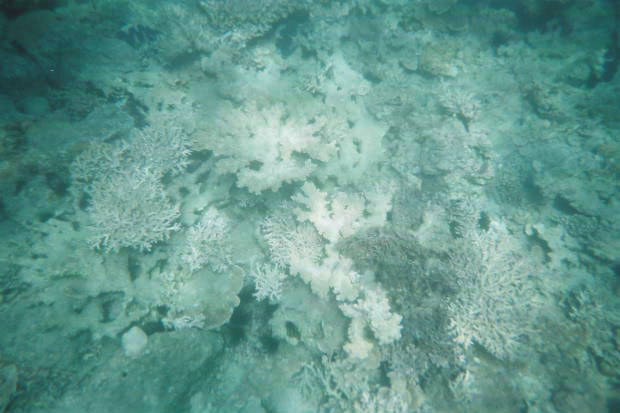 ���}���̃C���J����
(620�~413pixel,38.9KB)