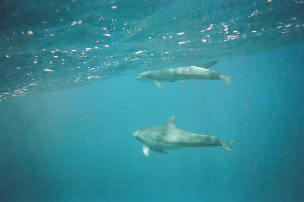 ���}���̃C���J����
(620�~413pixel,23.3KB)