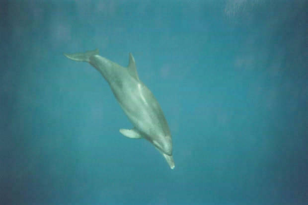 ���}���̃C���J����
(620�~413pixel,12.0KB)