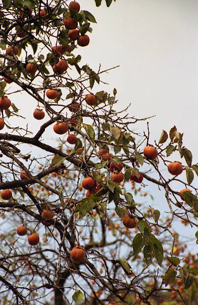 �����E���̉���
(402�~620pixel,76.0KB)