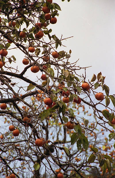 �����E���̉���
(400�~620pixel,79.5KB)