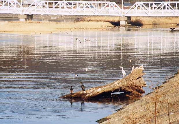 ���O���c
(620�~428pixel,66.6KB)