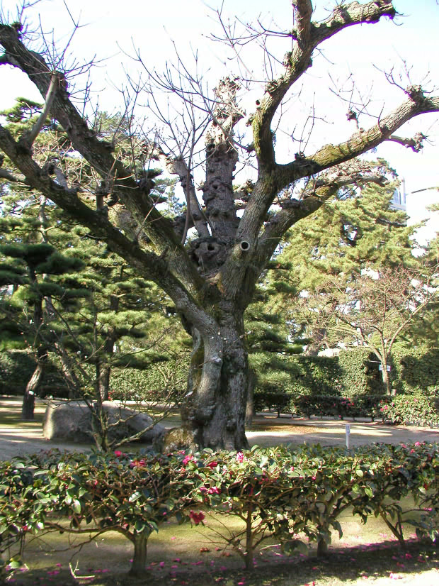 �����E�ʑ�����
(620�~826pixel,242.7KB)