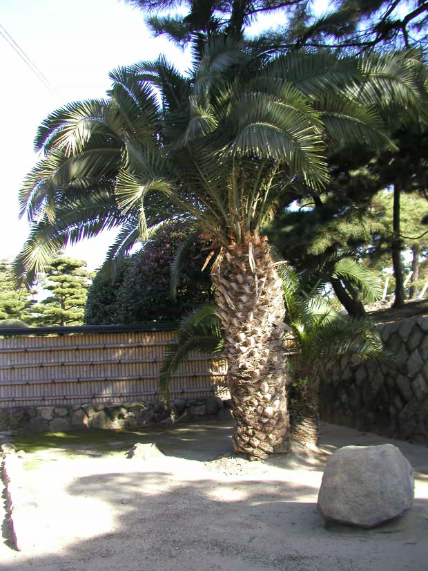 �����E�ʑ�����
(620�~826pixel,182.7KB)