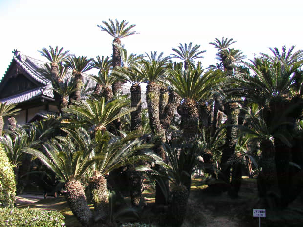 �����E�ʑ�����
(620�~465pixel,102.6KB)