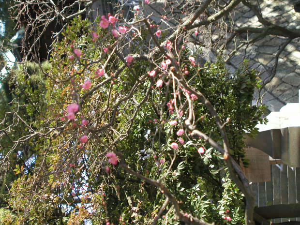 �����E�ʑ�����
(620�~465pixel,154.9KB)