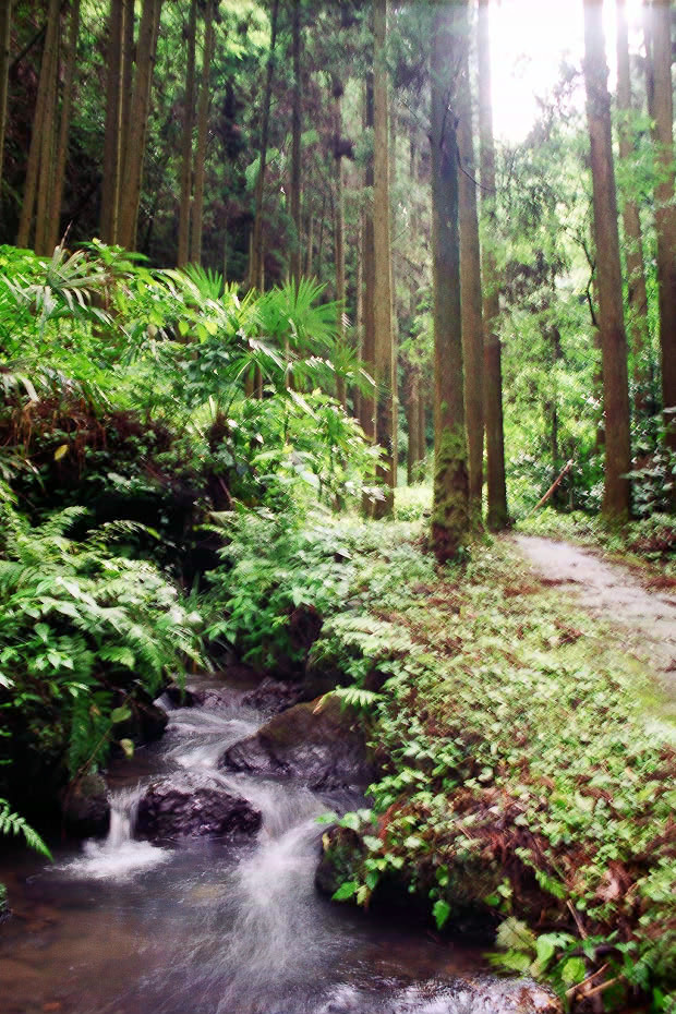 �|�c�E�킫���̗�
(620�~930pixel,245.3KB)