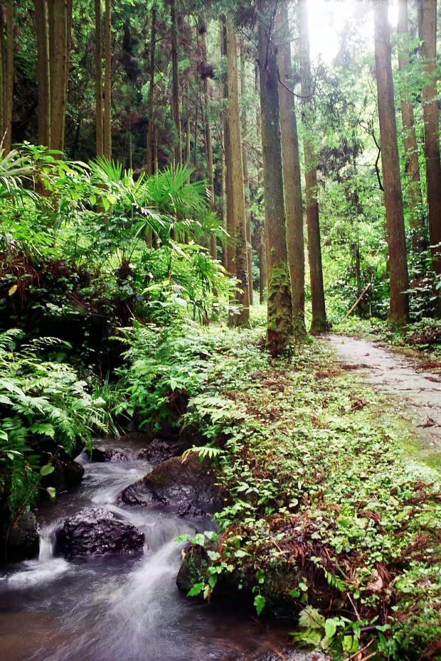 �|�c�E�킫���̗�
(620�~930pixel,293.3KB)