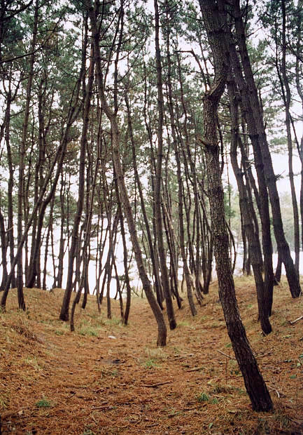 ����
(433�~620pixel,92.5KB)