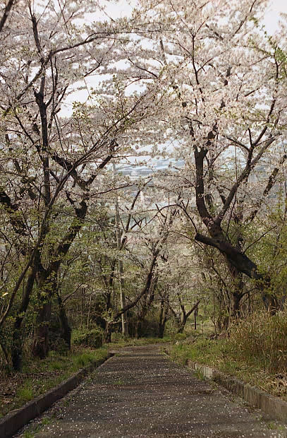 ��֌���
(407�~620pixel,105.2KB)