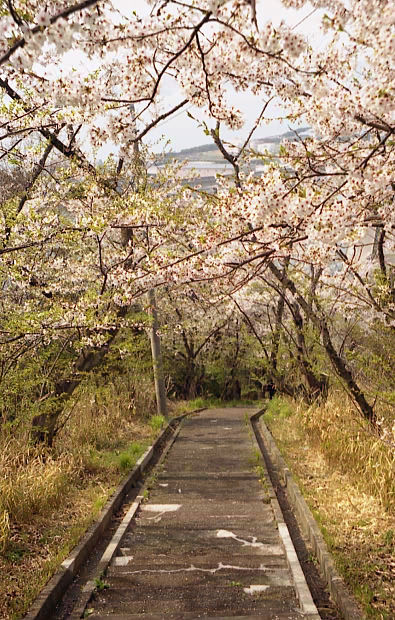 ��֌���
(395�~620pixel,105.7KB)